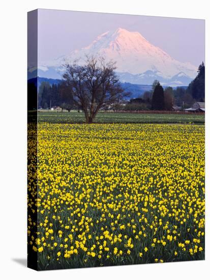 Rainier in Pink Twilight, Daffodil Field under Mt, Puyallup, Washington, Usa-Charles Crust-Premier Image Canvas