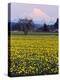 Rainier in Pink Twilight, Daffodil Field under Mt, Puyallup, Washington, Usa-Charles Crust-Premier Image Canvas