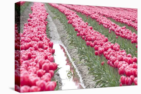 Rainy Tulip Field-Dana Styber-Premier Image Canvas