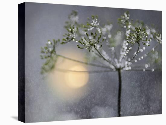 Rainy-Heidi Westum-Premier Image Canvas