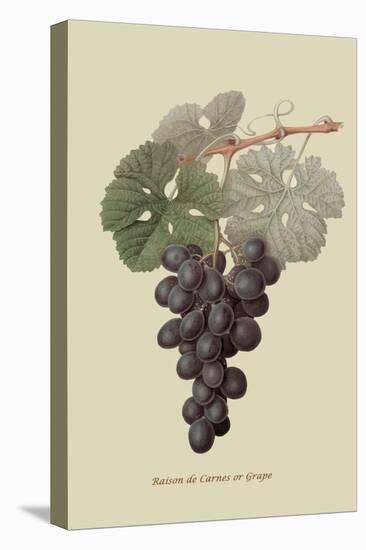 Raison De Carnes or Grape-William Hooker-Stretched Canvas