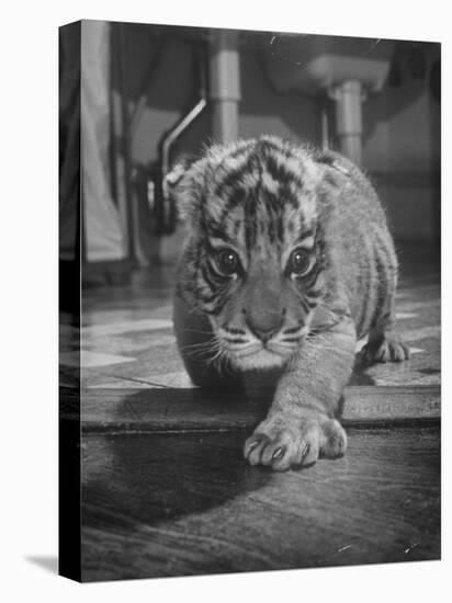 Rajpur, a Tiger Cub, Being Cared for by Mrs. Martini, Wife of the Bronx Zoo Lion Keeper-Alfred Eisenstaedt-Premier Image Canvas