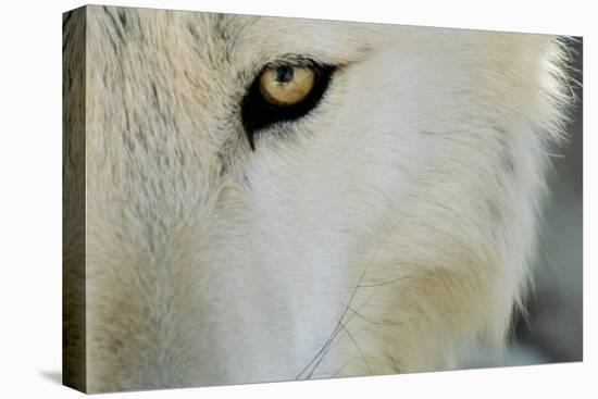 Ramah, New Mexico, United States. Wild Spirit Wolf Sanctuary-Julien McRoberts-Premier Image Canvas