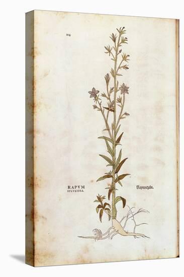 Rampion Bellflower - Campanula Rapunculus (Rapum Sylvestre) by Leonhart Fuchs from De Historia Stir-null-Premier Image Canvas
