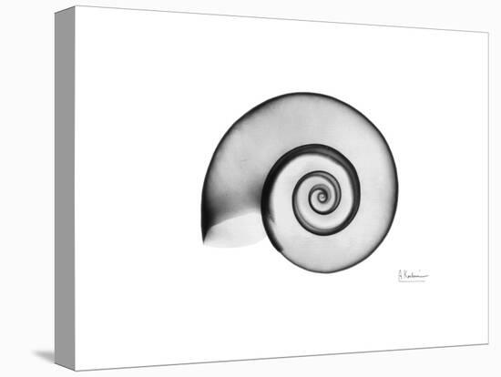 Ramshorn Snail Shell-Albert Koetsier-Stretched Canvas