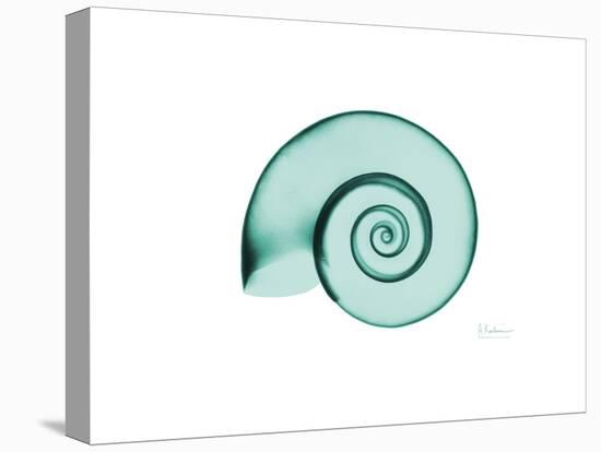 Ramshorn Snail Shell-Albert Koetsier-Stretched Canvas