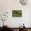 Ramsons (Allium Ursinum)-Bob Gibbons-Premier Image Canvas displayed on a wall