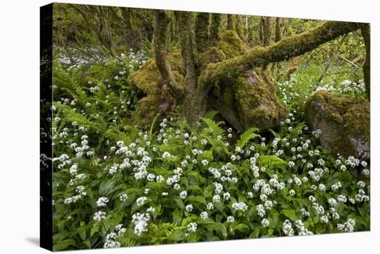 Ramsons (Allium Ursinum)-Bob Gibbons-Premier Image Canvas