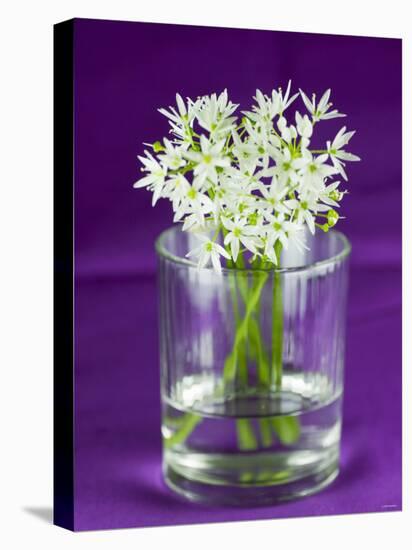 Ramsons (Wild Garlic) Flowers in a Glass-Sara Jones-Premier Image Canvas