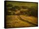 Ranch Road and Oak Savannah-William Guion-Stretched Canvas