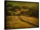 Ranch Road and Oak Savannah-William Guion-Stretched Canvas