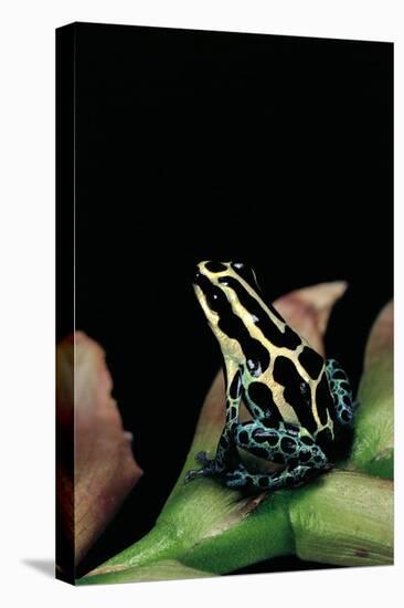 Ranitomeya Ventrimaculata (Reticulated Poison Frog)-Paul Starosta-Premier Image Canvas