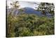 Ranomafana National Park, central area, Madagascar, Africa-Christian Kober-Premier Image Canvas