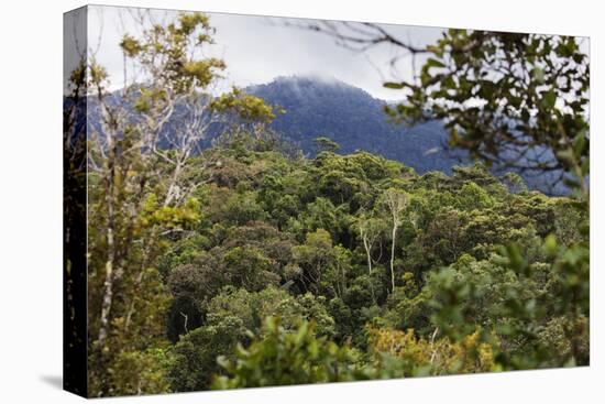 Ranomafana National Park, central area, Madagascar, Africa-Christian Kober-Premier Image Canvas