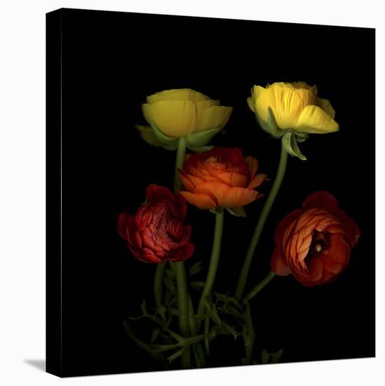 Ranunculus 1-Magda Indigo-Stretched Canvas