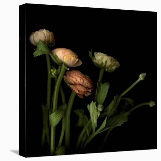 Ranunculus 4-Magda Indigo-Stretched Canvas