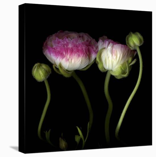 Ranunculus 6-Magda Indigo-Stretched Canvas