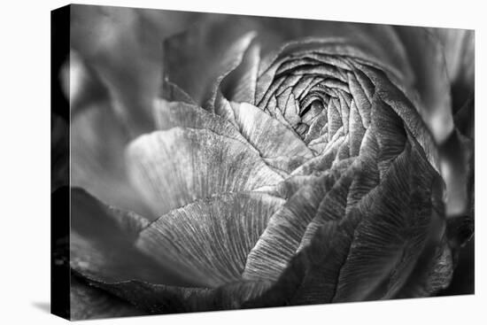 Ranunculus Abstract V BW-Laura Marshall-Stretched Canvas