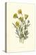 Ranunculus Bulbosus-F Edward Hulme-Stretched Canvas