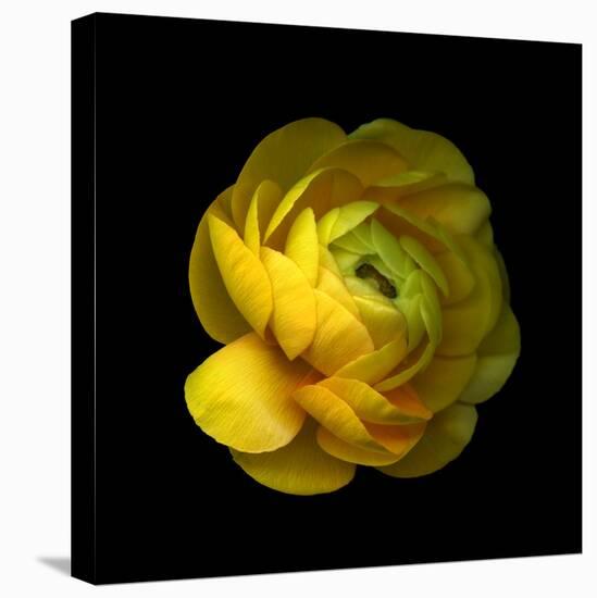 Ranunculus Close-Up-Magda Indigo-Premier Image Canvas