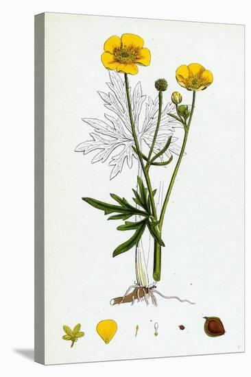Ranunculus Eu-Acris Upright Meadow Crowfoot-null-Premier Image Canvas