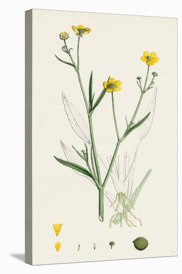 Ranunculus Eu-Flammula Lesser Spearwort-null-Premier Image Canvas