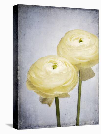 Ranunculus, Flower, Blossoms, White, Still Life-Axel Killian-Premier Image Canvas