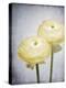 Ranunculus, Flower, Blossoms, White, Still Life-Axel Killian-Premier Image Canvas