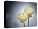 Ranunculus, Flower, Blossoms, White, Still Life-Axel Killian-Premier Image Canvas