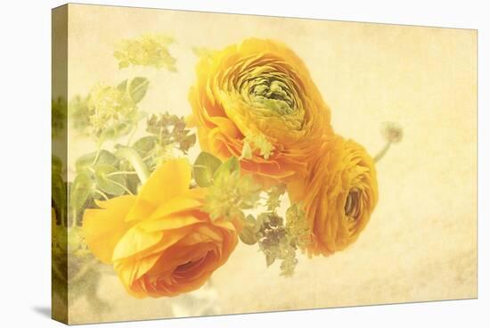 Ranunculus Flowers on Yellow Background-egal-Stretched Canvas