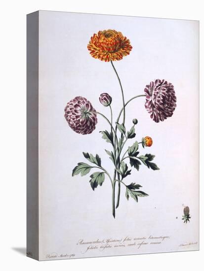 Ranunculus, Illustration from 'The British Herbalist', 1769-John Edwards-Premier Image Canvas