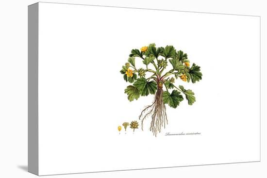 Ranunculus Muricatus, Flora Graeca-Ferdinand Bauer-Premier Image Canvas