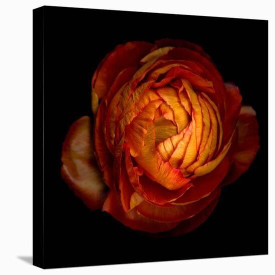 Ranunculus Orange 12-Magda Indigo-Premier Image Canvas