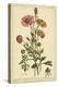 Ranunculus, Pl. CCXVI-Phillip Miller-Stretched Canvas