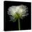 Ranunculus White-Magda Indigo-Premier Image Canvas