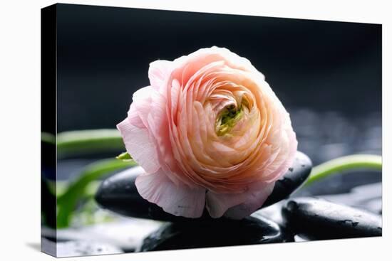 Ranunculus with Therapy Stones-crystalfoto-Premier Image Canvas