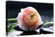 Ranunculus with Therapy Stones-crystalfoto-Premier Image Canvas