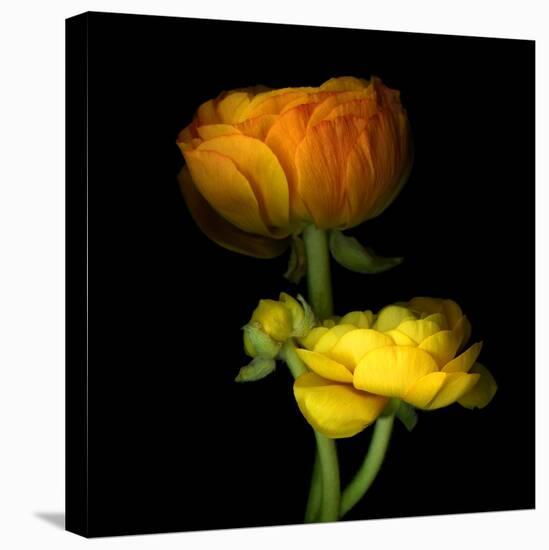 Ranunculus Yellow and Orange-Magda Indigo-Premier Image Canvas