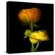 Ranunculus Yellow and Orange-Magda Indigo-Premier Image Canvas