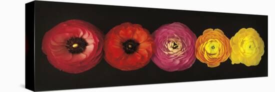 Ranunculus-Assaf Frank-Stretched Canvas