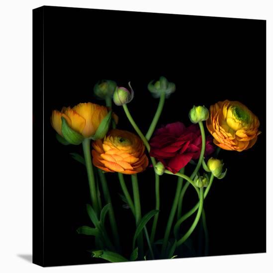 Ranunculus-Magda Indigo-Premier Image Canvas