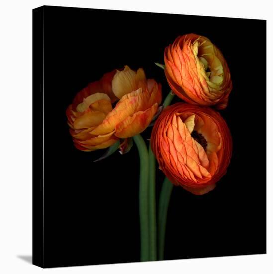 ranunculus-Magda Indigo-Premier Image Canvas