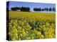 Rape, Brassica Napus, Bielefeld, Germany-Thorsten Milse-Premier Image Canvas