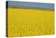 Rape Field, 2003-Alan Byrne-Premier Image Canvas