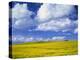 Rape Field and Blue Sky with White Clouds-Nigel Francis-Premier Image Canvas