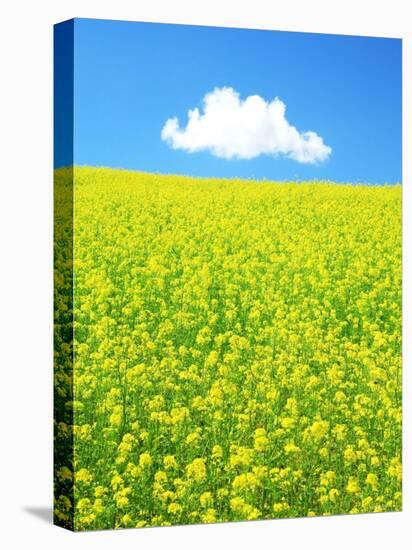 Rape Field-null-Premier Image Canvas