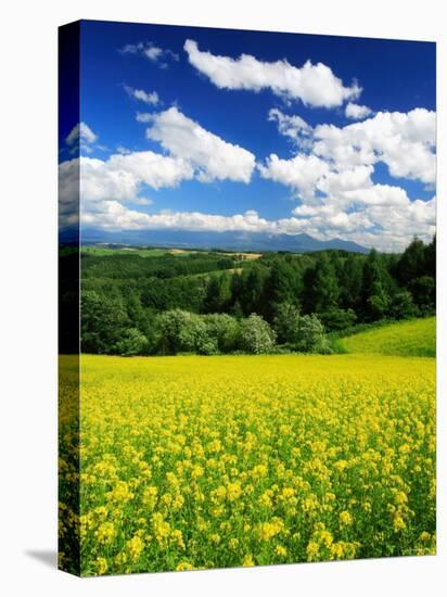 Rape Field-null-Premier Image Canvas