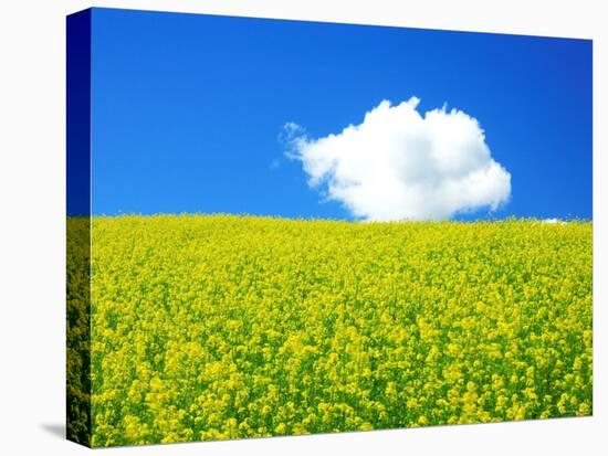 Rape Field-null-Premier Image Canvas