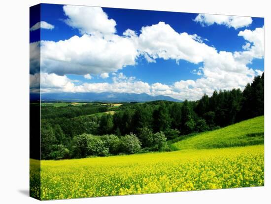 Rape Field-null-Premier Image Canvas