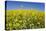 Rape Field-Herbert Kehrer-Premier Image Canvas